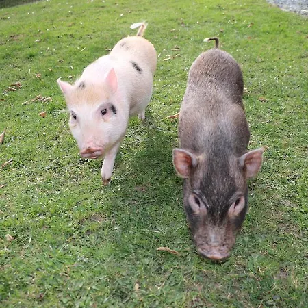 菲里恩霍夫奥博加瑟尔贝格布里克酒店 魏森湖