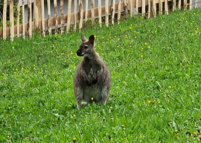 Obergasser Und Bergblick *