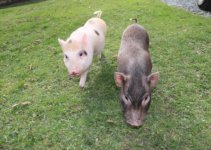Obergasser Und Bergblick Weissensee